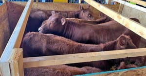 Történelmi: Öt tiszta vörös üsző érekezett Izraelbe