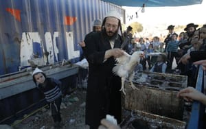 Betiltaná a kóservágást a német AfD